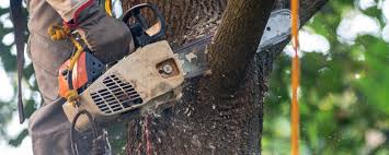 Best Tree Cabling and Bracing  in Fairfield Plantation, GA