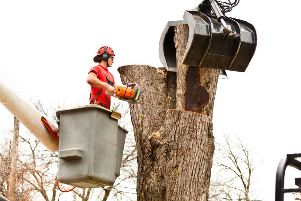 Best Tree Health Inspection  in Fairfield Plantation, GA